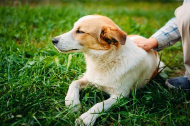 Çocuk okşayarak evsiz köpek yeşil çimenlerin üzerinde