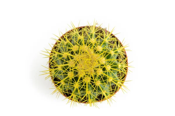 Planta de cactus en maceta marrón sobre un fondo blanco aislado, vista superior —  Fotos de Stock