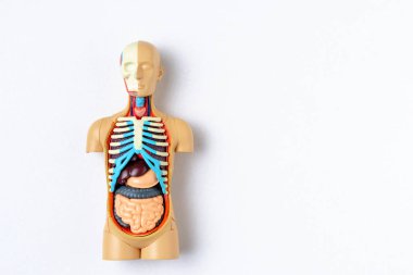 Plastik adam sahte kopya alanı ile beyaz bir arka plan üzerinde iç organları ile. İnsan vücudu öğretim modeli