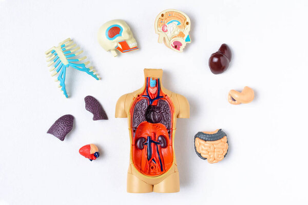 Кукла из пластика с внутренними органами на белом фоне. Обучающая модель человеческого тела
