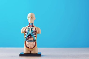 Mavi bir arka plan üzerinde iç organları ile insan vücudunun anatomik model. Anatomi beden manken