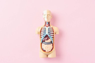 Pembe bir arka plan üzerinde iç organları ile insan vücudunun anatomik model. Anatomi beden manken