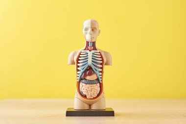 Sarı bir arka plan üzerinde iç organları ile insan vücudunun anatomik model. Anatomi beden manken