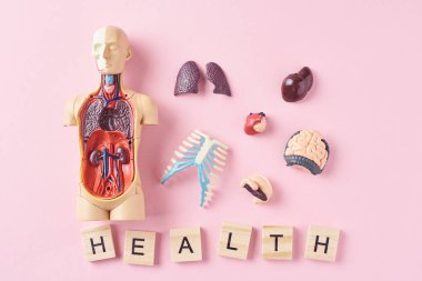 Human anatomy mannequin with internal organs and word HEALTH on a pink background. Medical health concept clipart