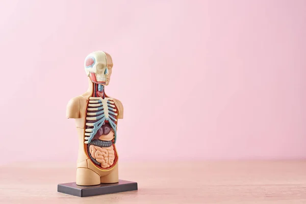 Anatomisk modell av människokroppen med inre organ på en rosa bakgrund. Anatomi kropp skyltdocka — Stockfoto