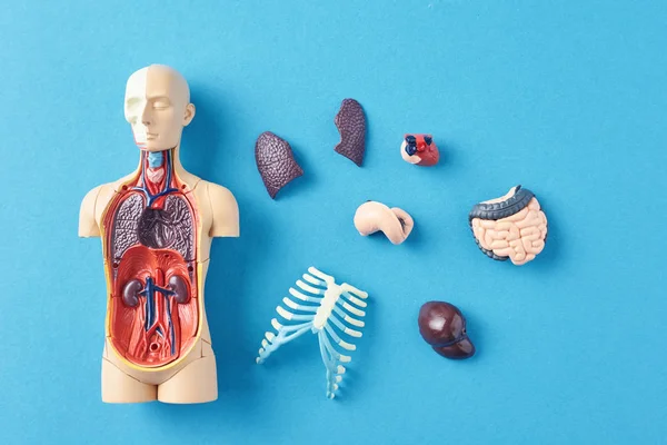 Mannequin d'anatomie humaine avec organes internes sur fond bleu — Photo