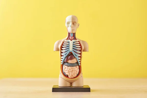 Anatomisches Modell des menschlichen Körpers mit inneren Organen auf gelbem Hintergrund. Anatomie Schaufensterpuppe — Stockfoto