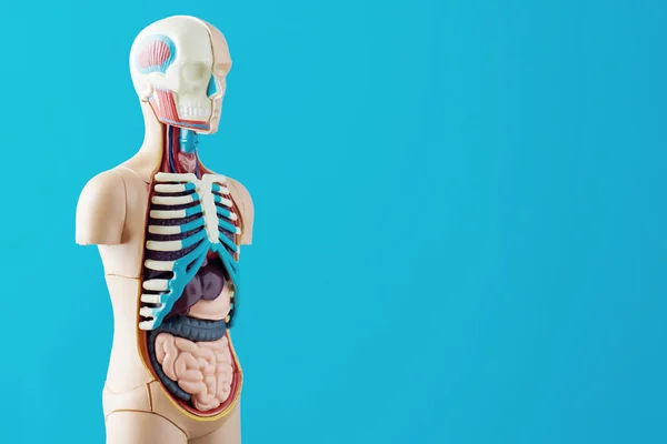 Anatomisches Modell des menschlichen Körpers mit inneren Organen auf blauem Hintergrund. Anatomie Schaufensterpuppe — Stockfoto