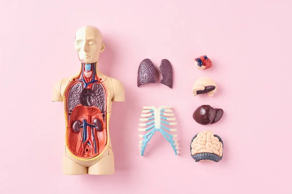 Maniquí de anatomía humana con órganos internos en una vista superior de fondo rosa —  Fotos de Stock