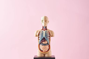 Pembe bir arka plan üzerinde iç organları ile insan vücudunun anatomik model. Anatomi beden manken