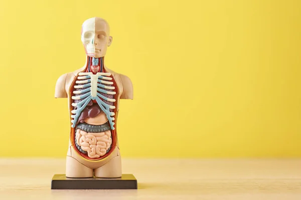 Анатомічна модель людського тіла з внутрішніми органами на жовтому тлі. Анатомія тіла манекен — стокове фото
