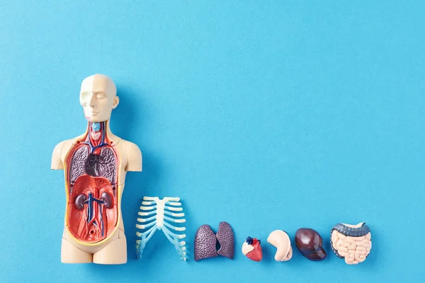 Манекен анатомии человека с внутренними органами на синем фоне — стоковое фото
