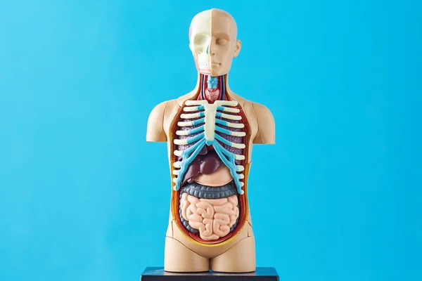 Människans anatomi skyltdocka med inre organ på en blå bakgrund — Stockfoto