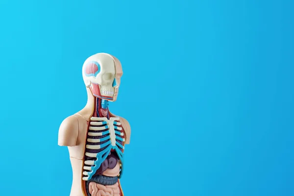 Modelo anatómico del cuerpo humano con órganos internos sobre un fondo azul. Maniquí corporal de anatomía —  Fotos de Stock