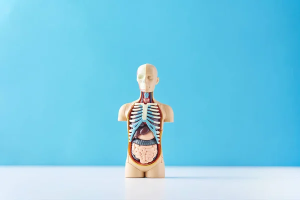 Menschliche Anatomie Schaufensterpuppe mit inneren Organen auf blauem Hintergrund — Stockfoto