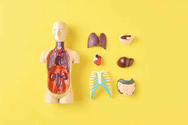 Mannequin d'anatomie humaine avec organes internes sur fond jaune vue de dessus — Photo