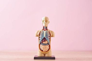 Pembe bir arka planda iç organlara sahip insan anatomisi manken