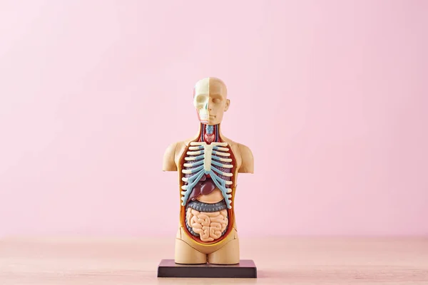 Lidská anatomie manekýna s vnitřními orgány na růžovém pozadí — Stock fotografie