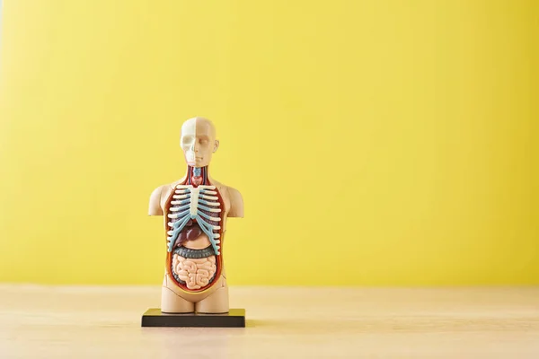 Анатомія людини манекен з внутрішніми органами на жовтому тлі — стокове фото