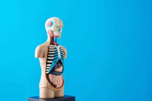 Anatomický model lidského těla s vnitřními orgány na modrém pozadí. Anatomie těla manekýn — Stock fotografie