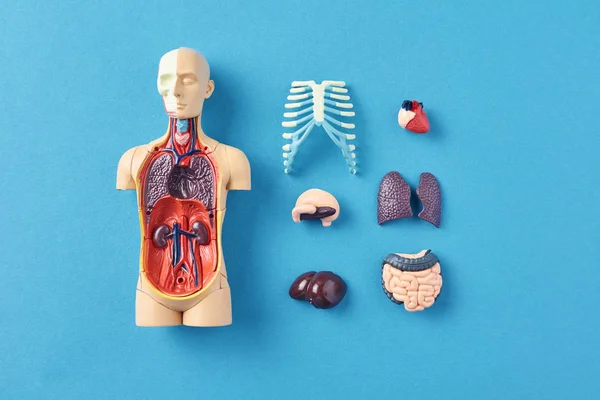 Mannequin d'anatomie humaine avec organes internes sur fond bleu — Photo