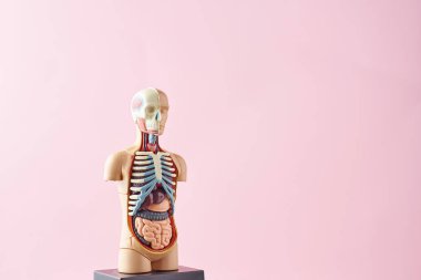 Pembe bir arka planda iç organlara sahip insan anatomisi manken