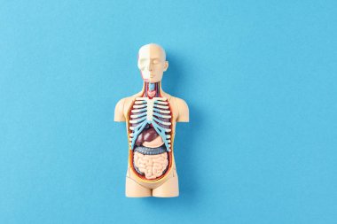 Mavi bir arka plan üzerinde iç organları ile insan vücudunun anatomik model. Anatomi beden manken