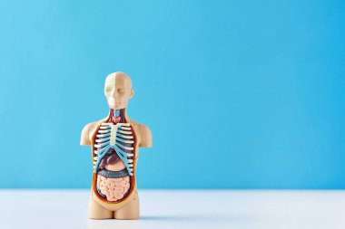 Mavi bir arka plan üzerinde iç organları ile insan vücudunun anatomik model. Anatomi beden manken