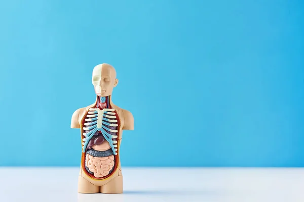 Anatomisches Modell des menschlichen Körpers mit inneren Organen auf blauem Hintergrund. Anatomie Schaufensterpuppe — Stockfoto