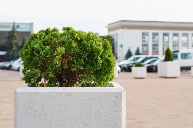 Şehir meydanında bitki yeşil çalı. Kentsel peyzaj tasarımı