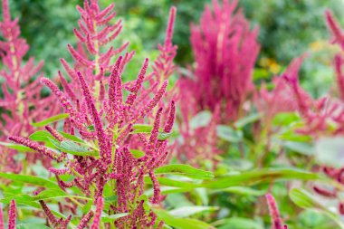 Blooming amaranth çiçek bitki alanı, closeup