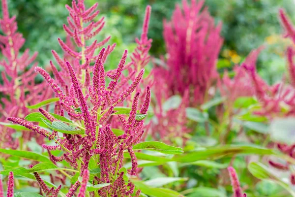 Flores de amaranto florecientes campo de plantas, primer plano — Foto de Stock