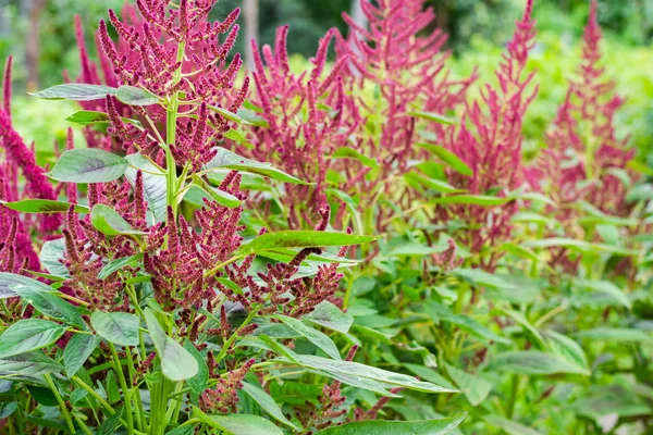 Blooming amaranth çiçek bitki alanı, closeup