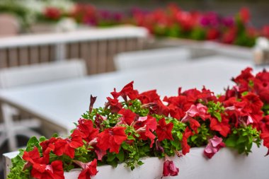 Teras kafe kırmızı çiçeklerle dekore, yakın