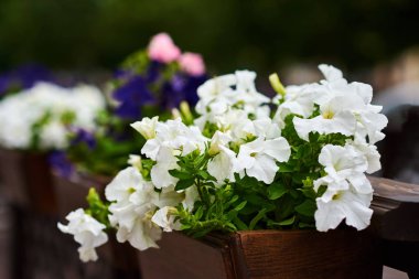 Teras kafe beyaz çiçeklerle dekore, yakın