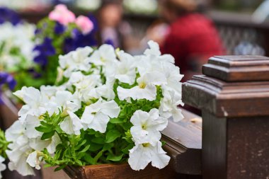 Teras kafe beyaz çiçeklerle dekore, yakın