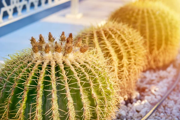 Primer plano de cactus espinoso en un jardín al atardecer —  Fotos de Stock