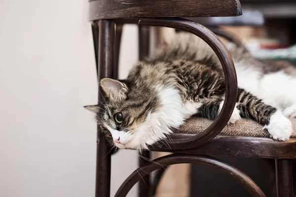 Jovem gato doméstico bonito em casa, close-up — Fotografia de Stock