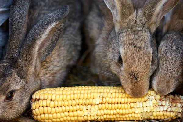 灰色和棕色兔子在笼子里吃玉米的耳朵 — 图库照片