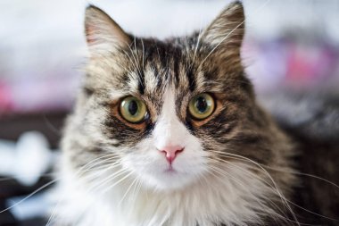 Evde genç sevimli evcil kedi, closeup
