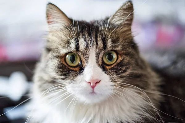 Evde genç sevimli evcil kedi, closeup