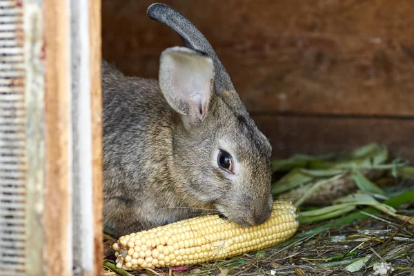 Kafeste gri ve kahverengi tavşan, yakın — Stok fotoğraf