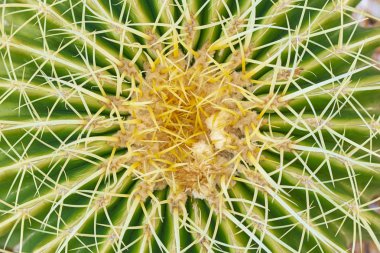 Diken kaktüs sulu doku arka plan yakın