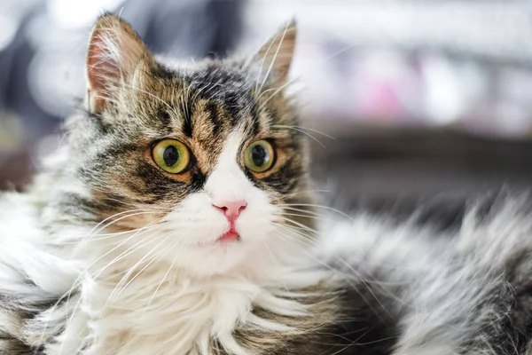 Jovem gato doméstico bonito em casa, close-up — Fotografia de Stock