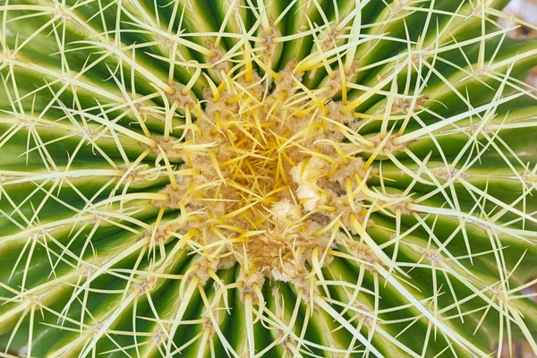Close up of thorn cactus succulent texture background — Stock Photo, Image