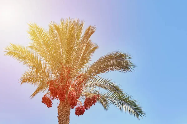 La palmera con la fecha los frutos contra el cielo azul. Concepto de viaje de verano —  Fotos de Stock