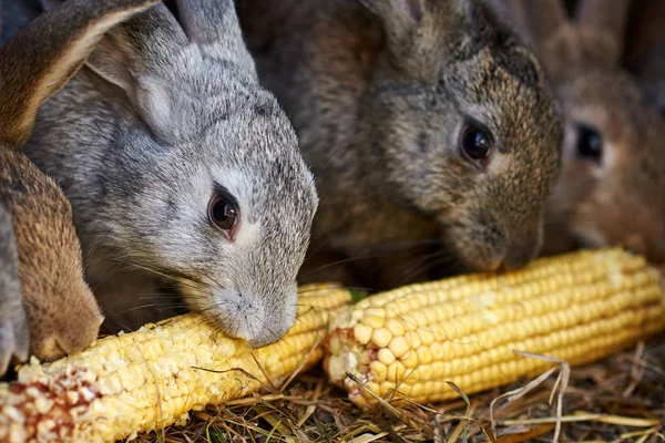 Conigli grigi e marroni che mangiano la spiga di grano in una gabbia — Foto Stock