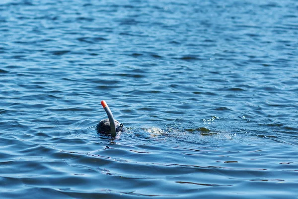 Diver in wet suit with mask and snorkel under water in the lake