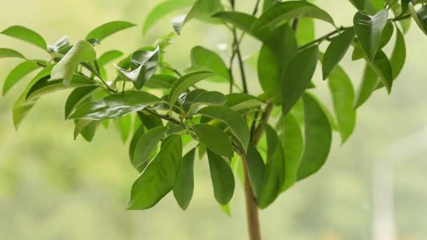 Hand Sprutning Små Mandarin Träd Med Ett Vatten Hem Växt — Stockvideo