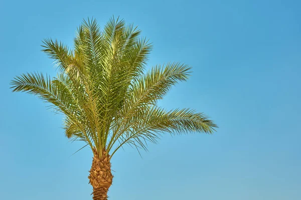 Palmier dattier sur une plage contre le ciel bleu — Photo